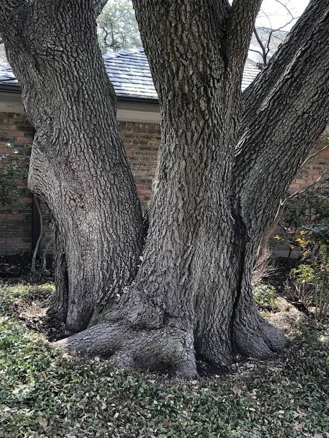 Mature heritage tree close to a Forest City property cared for by certified arborists