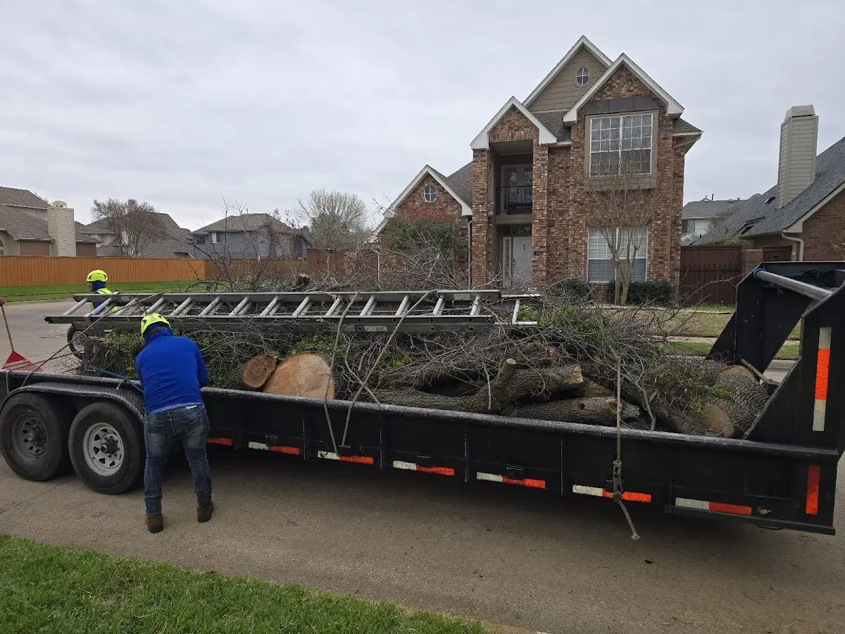 Expert Tree Removal with proper safety equipment in Forest City